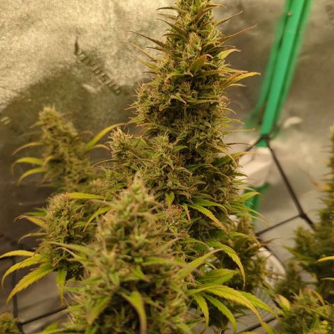 LSD Auto growlog timeline photo