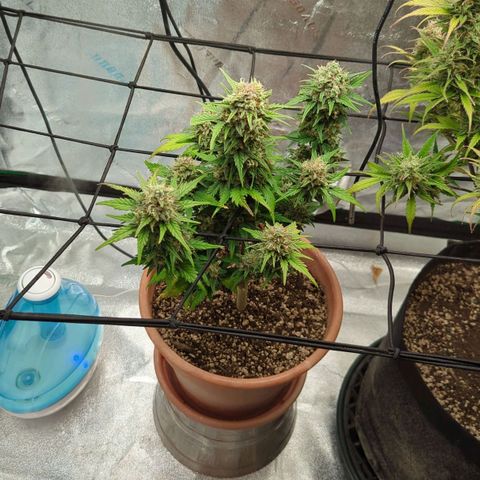 Green Crack Auto  growlog timeline photo