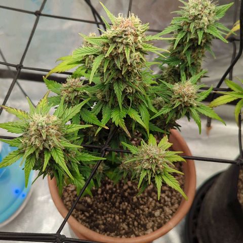 Green Crack Auto  growlog timeline photo
