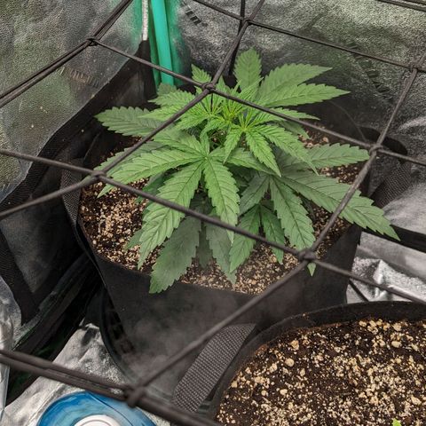 OG Kush Auto  growlog timeline photo