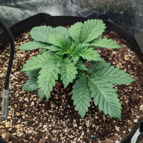 Creme de la Chem  growlog timeline photo