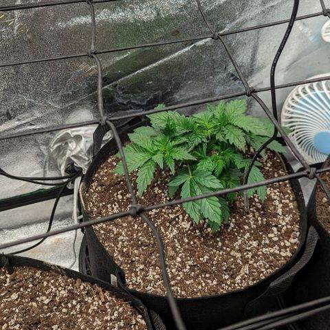Creme de la Chem  growlog timeline photo