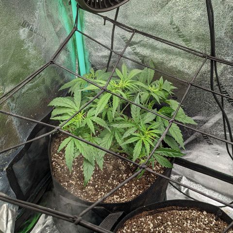OG Kush Auto  growlog timeline photo