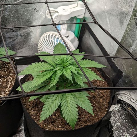 Blue Cheese  growlog timeline photo
