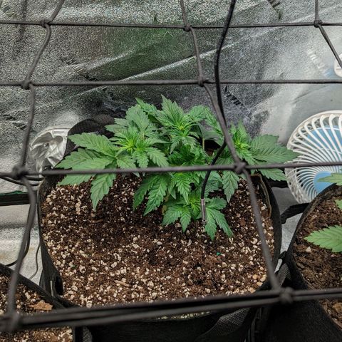 Creme de la Chem  growlog timeline photo