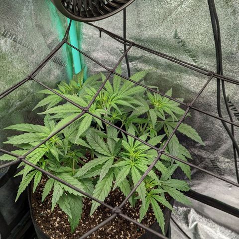 OG Kush Auto  growlog timeline photo