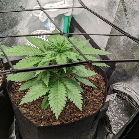 Blue Cheese  growlog timeline photo