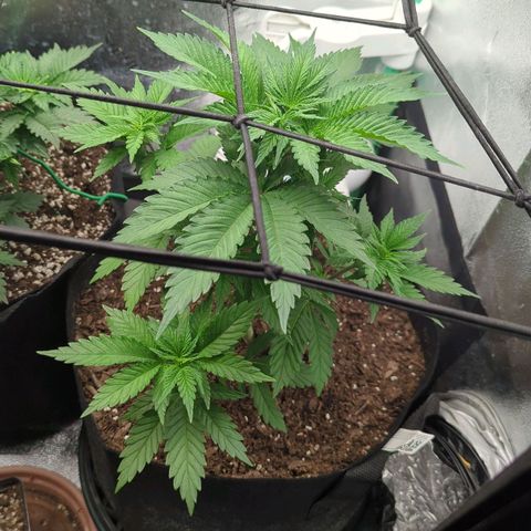 Blue Cheese  growlog timeline photo
