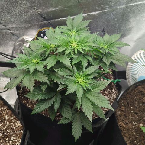 Creme de la Chem  growlog timeline photo