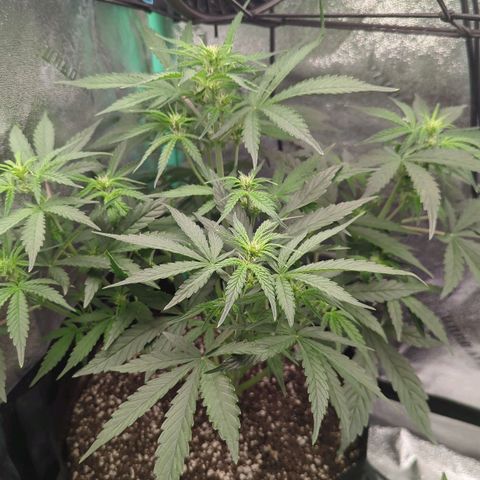 OG Kush Auto  growlog timeline photo