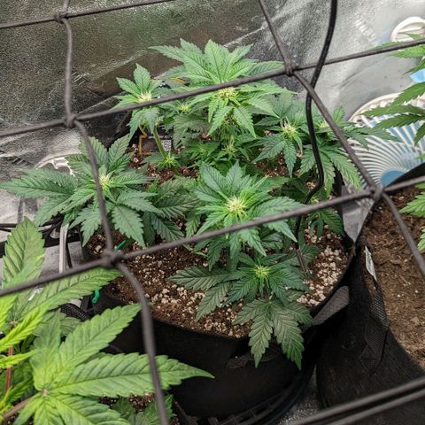 Creme de la Chem  growlog timeline photo