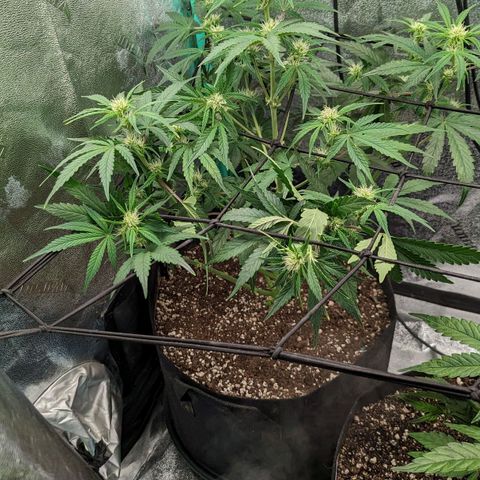 OG Kush Auto  growlog timeline photo