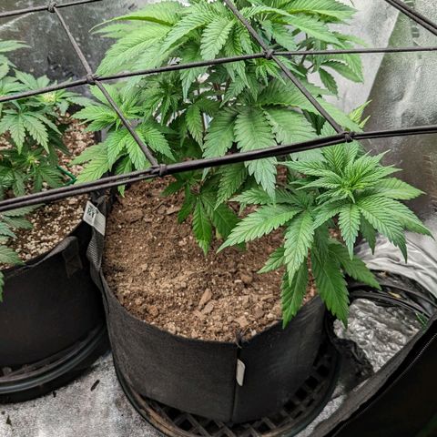 Blue Cheese  growlog timeline photo