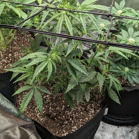 Amnesia Haze Auto growlog timeline photo