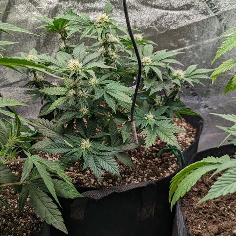 Creme de la Chem  growlog timeline photo