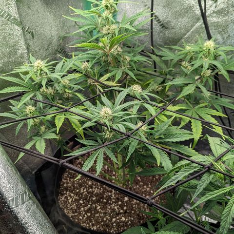 OG Kush Auto  growlog timeline photo