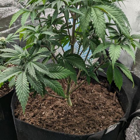 Blue Cheese  growlog timeline photo