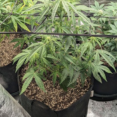 Amnesia Haze Auto growlog timeline photo
