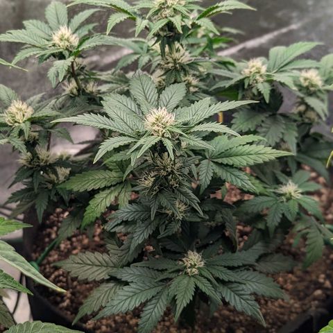 Creme de la Chem  growlog timeline photo