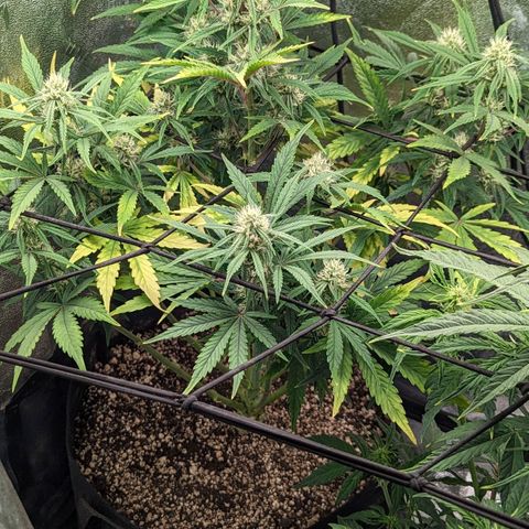 OG Kush Auto  growlog timeline photo