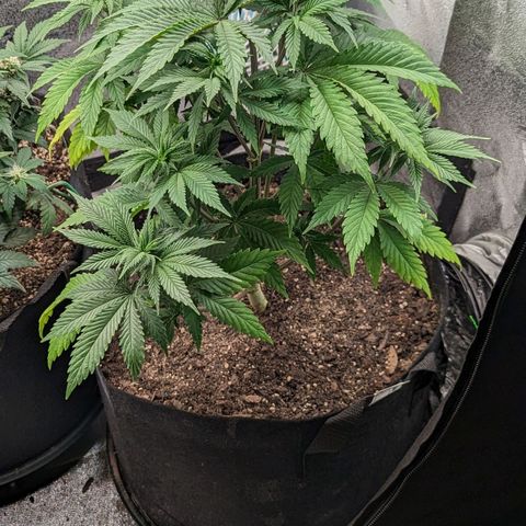 Blue Cheese  growlog timeline photo