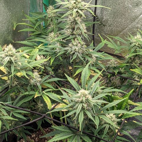 OG Kush Auto  growlog timeline photo