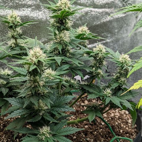 Creme de la Chem  growlog timeline photo