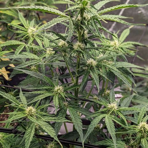 Amnesia Haze Auto growlog timeline photo