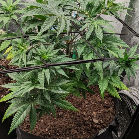 Blue Cheese  growlog timeline photo