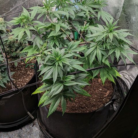 Blue Cheese  growlog timeline photo