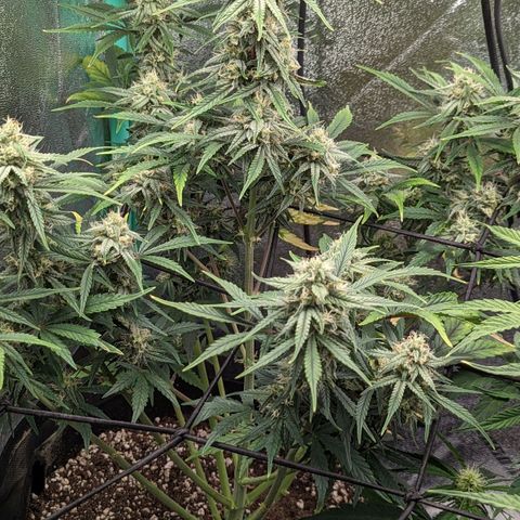 OG Kush Auto  growlog timeline photo