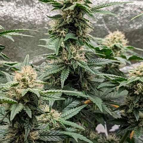 Creme de la Chem  growlog timeline photo
