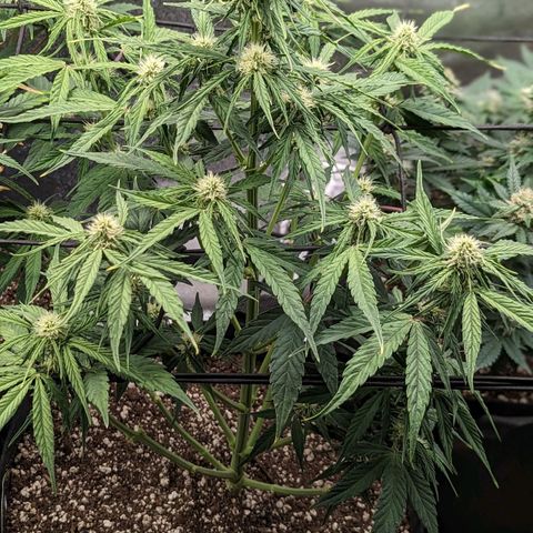 Amnesia Haze Auto growlog timeline photo