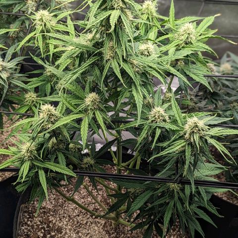 Amnesia Haze Auto growlog timeline photo