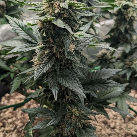 Creme de la Chem  growlog timeline photo