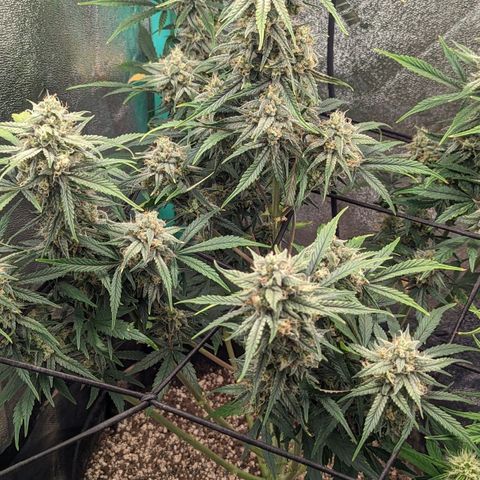 OG Kush Auto  growlog timeline photo