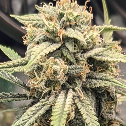OG Kush Auto  growlog timeline photo