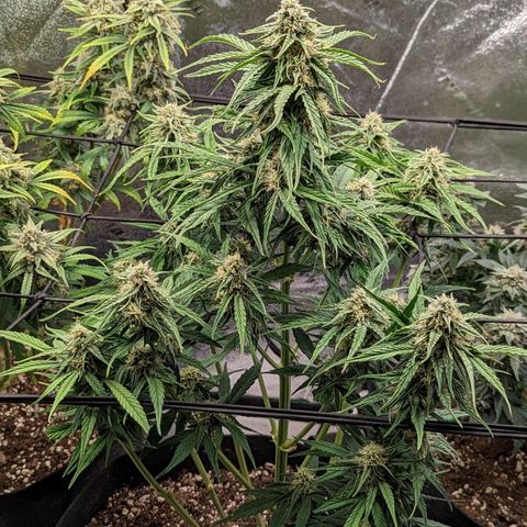 Amnesia Haze Auto growlog timeline photo