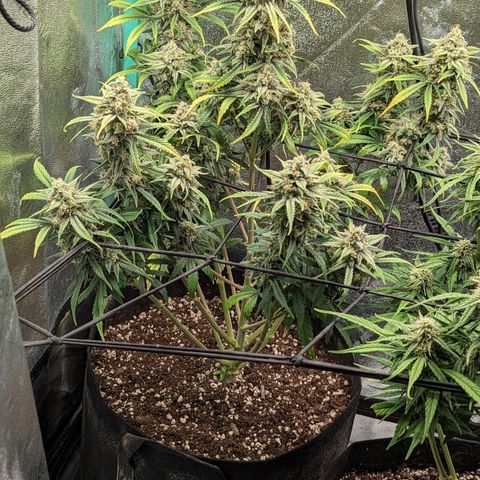 OG Kush Auto  growlog timeline photo
