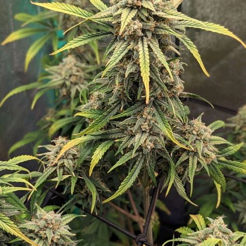 OG Kush Auto  growlog timeline photo