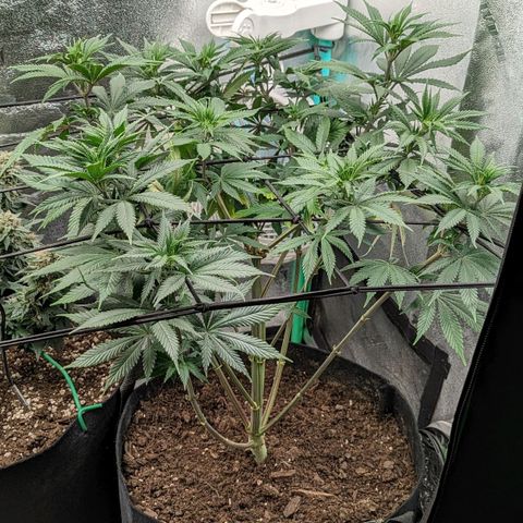 Blue Cheese  growlog timeline photo