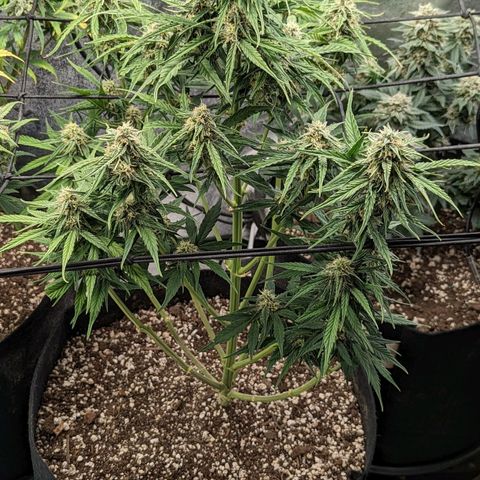 Amnesia Haze Auto growlog timeline photo