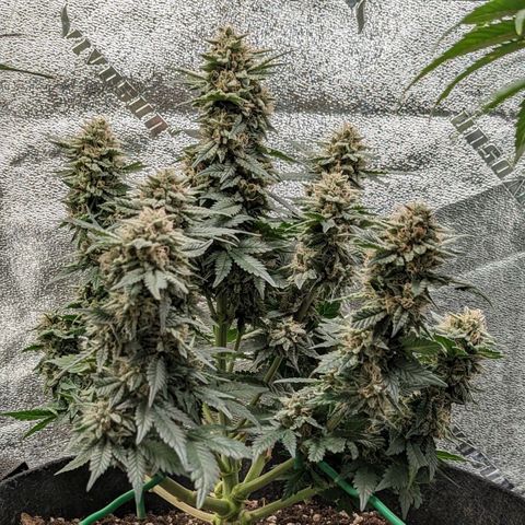Creme de la Chem  growlog timeline photo