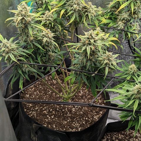 OG Kush Auto  growlog timeline photo