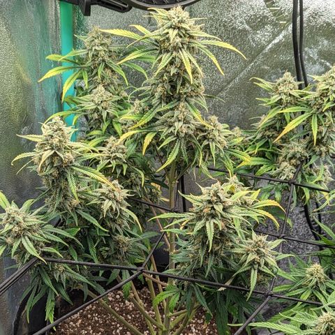 OG Kush Auto  growlog timeline photo