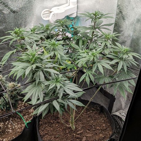 Blue Cheese  growlog timeline photo