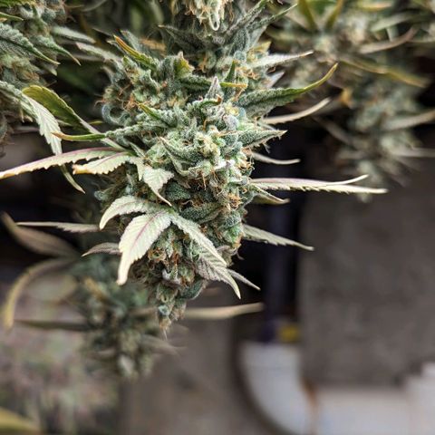 OG Kush Auto  growlog timeline photo