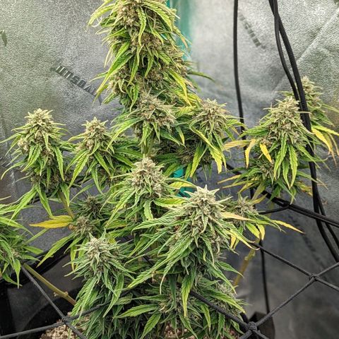 Amnesia Haze Auto growlog timeline photo