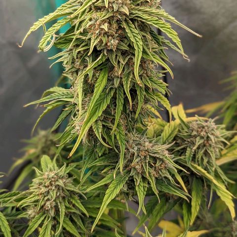 Amnesia Haze Auto growlog timeline photo