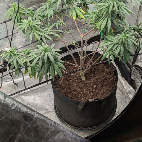 Blue Cheese  growlog timeline photo